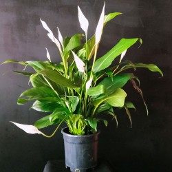 Orta Boy Spatifilyum