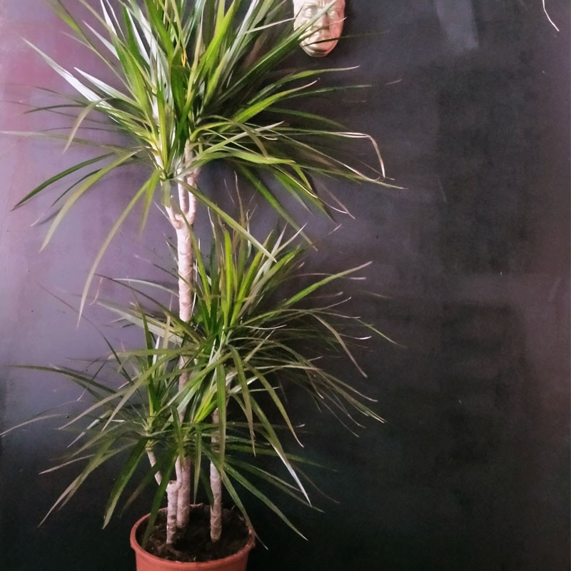 3'lü Drecena Marginata