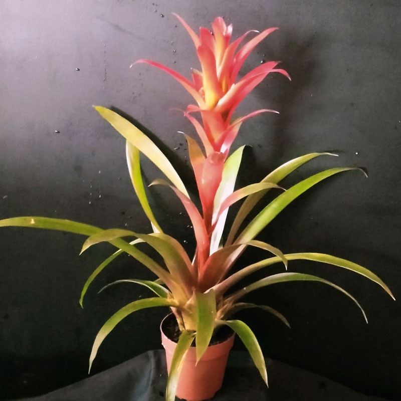 Guzmania