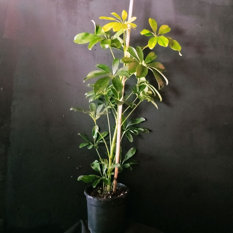 Tek Köklü Scheflera