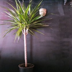 Tek Köklü Drecena Marginata