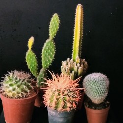 Küçük Kaktüs Çeşitleri