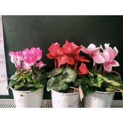 Cyclamen
