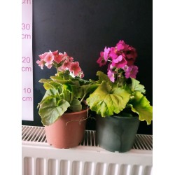 Primula ( 11 aylık )