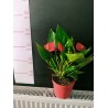 Yerli Anthurium